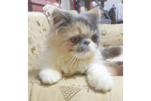 成約済の愛知県のエキゾチックショートヘア-5154の4枚目