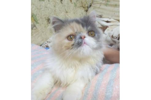 成約済の愛知県のエキゾチックショートヘア-5154の3枚目