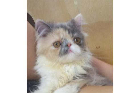 成約済の愛知県のエキゾチックショートヘア-5154の2枚目