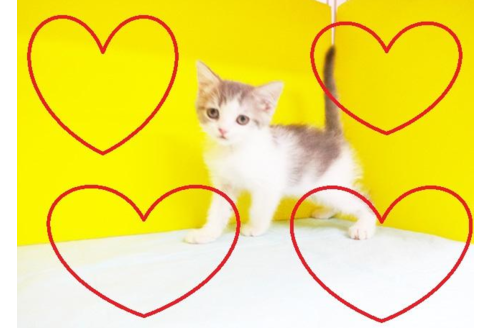 成約済の東京都のスコティッシュフォールド-5186の2枚目