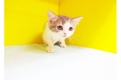 成約済の東京都のスコティッシュフォールド-5186の1枚目