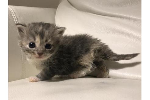 サイベリアンフォレストキャット 子猫id 5194 の詳細情報 栃木県 女の子 2018 07 26生まれ ブルークリームホワイト 子猫ブリーダーナビ