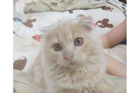 成約済の愛知県のスコティッシュフォールド-5151の3枚目