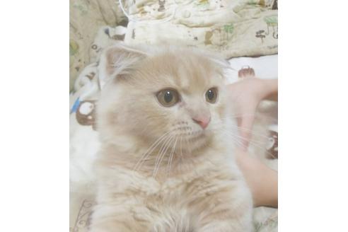 成約済の愛知県のスコティッシュフォールド-5151の2枚目