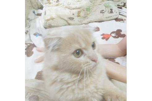 成約済の愛知県のスコティッシュフォールド-5151の1枚目
