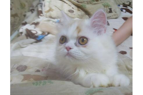 成約済の愛知県のペルシャ-5150の4枚目