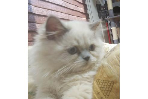 成約済の愛知県のヒマラヤン-5153の4枚目