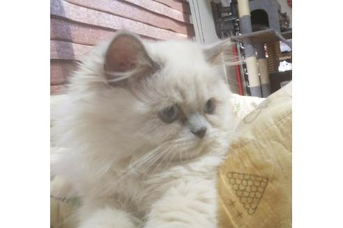 成約済の愛知県のヒマラヤン-5153の3枚目