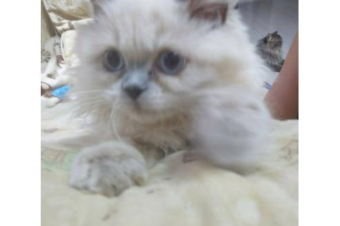 成約済の愛知県のヒマラヤン-5153の1枚目