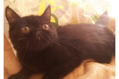 成約済の愛知県のエキゾチックショートヘア-4815の2枚目