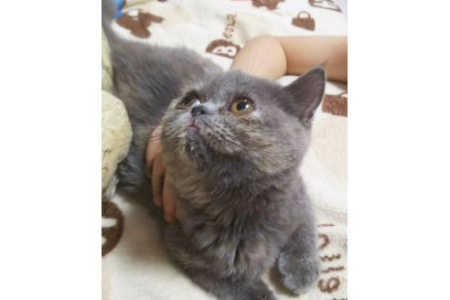 成約済の愛知県のエキゾチックショートヘア-5152の4枚目