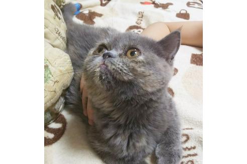 成約済の愛知県のエキゾチックショートヘア-5152の3枚目