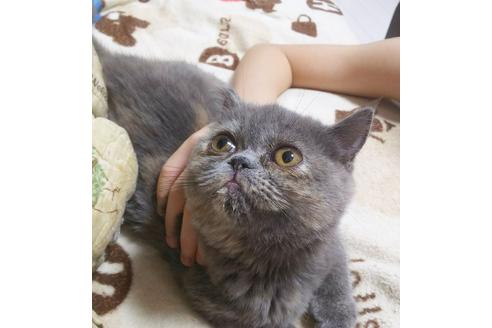 成約済の愛知県のエキゾチックショートヘア-5152の2枚目