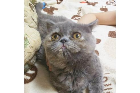 成約済の愛知県のエキゾチックショートヘア-5152の1枚目