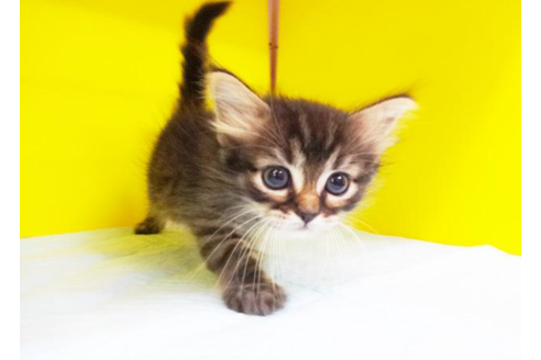 成約済の東京都のスコティッシュフォールド-5311の2枚目