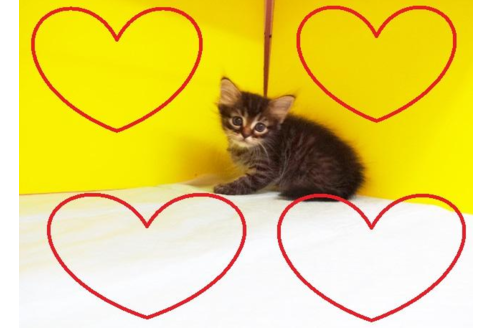 成約済の東京都のスコティッシュフォールド-5311の1枚目