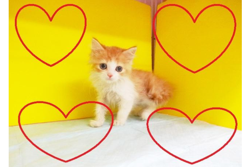 成約済の東京都のラガマフィン-5313の2枚目