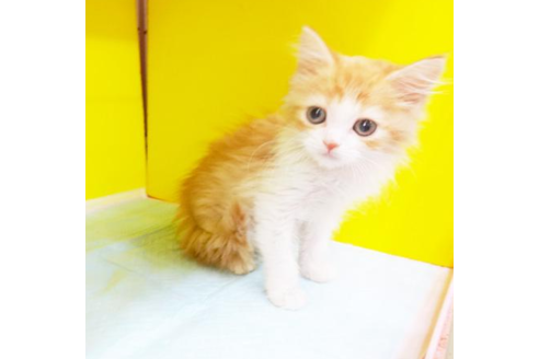 成約済の東京都のラガマフィン-5313の1枚目