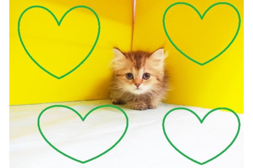 成約済の東京都のペルシャ-5314の1枚目