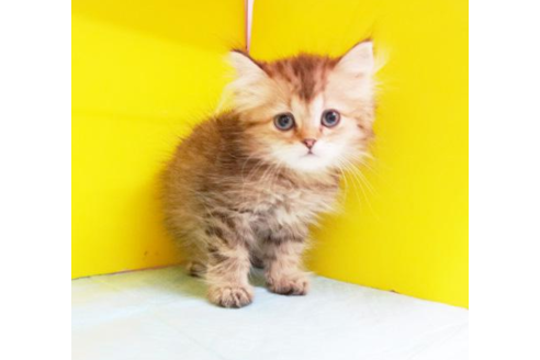 成約済の東京都のペルシャ-5314の2枚目