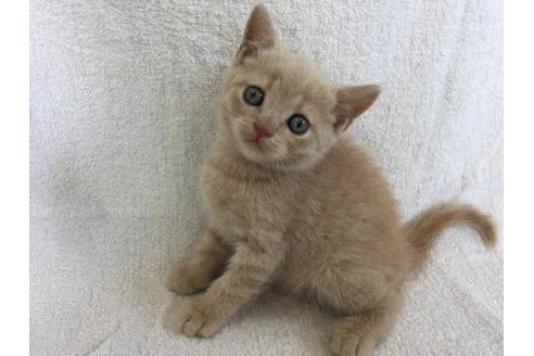 ブリティッシュショートヘア 子猫id 5317 の詳細情報 茨城県 男の子 2018 07 20生まれ クリームタビー 子猫ブリーダーナビ