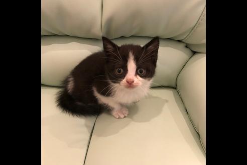 成約済の大阪府のスコティッシュフォールド-5329の2枚目