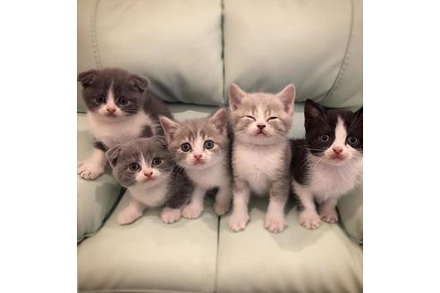 成約済の大阪府のスコティッシュフォールド-5329の1枚目