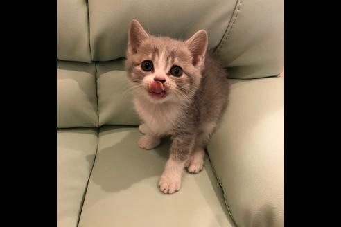 成約済の大阪府のスコティッシュフォールド-5330の2枚目