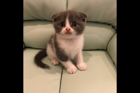 成約済の大阪府のスコティッシュフォールド-5331の2枚目