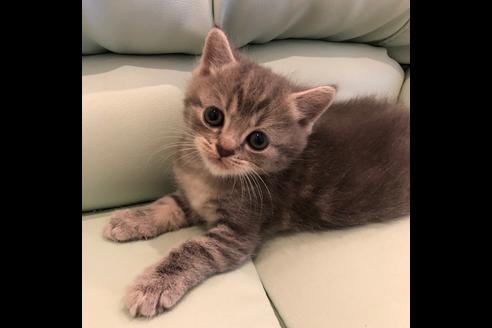 成約済の大阪府のマンチカン-5332の2枚目