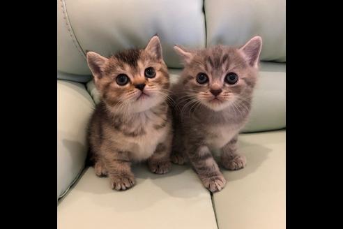 成約済の大阪府のマンチカン-5332の1枚目