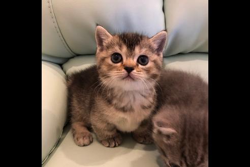 成約済の大阪府のマンチカン-5333の2枚目