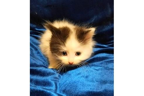成約済の北海道のその他の猫種-5338の3枚目