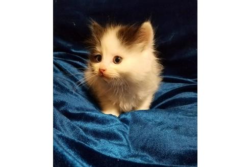 成約済の北海道のその他の猫種-5338の1枚目