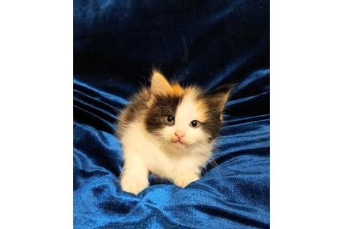 成約済の北海道のその他の猫種-5339の3枚目