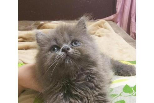 成約済の愛知県のミヌエット-5377の5枚目