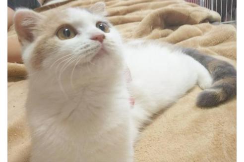 成約済の愛知県のスコティッシュフォールド-5378の5枚目