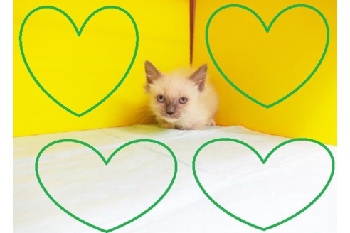 成約済の東京都のラグドール-5394の4枚目