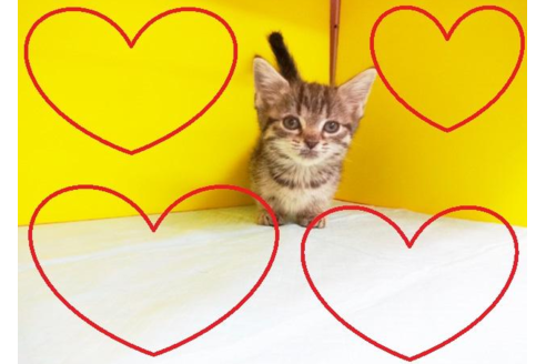 成約済の東京都のマンチカン-5395の2枚目