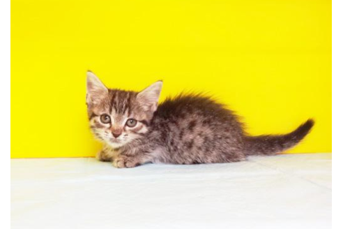 成約済の東京都のマンチカン-5395の1枚目