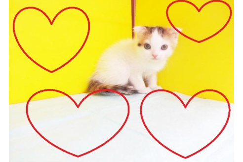 成約済の東京都のスコティッシュフォールド-5396の2枚目