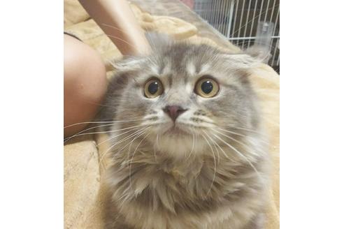 成約済の愛知県のスコティッシュフォールド-4891の4枚目