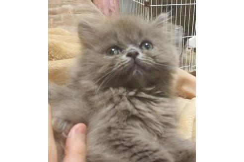 成約済の愛知県のミヌエット-5377の4枚目