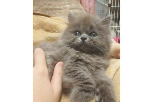 成約済の愛知県のミヌエット-5377の3枚目