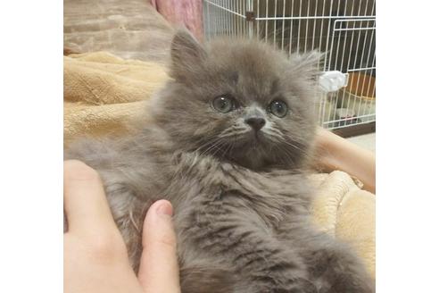 成約済の愛知県のミヌエット-5377の1枚目