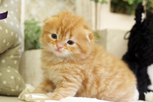 成約済の佐賀県のスコティッシュフォールド-5403の3枚目