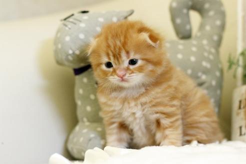 成約済の佐賀県のスコティッシュフォールド-5403の1枚目