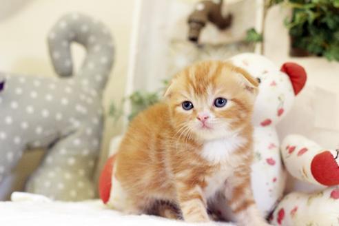 成約済の佐賀県のスコティッシュフォールド-5405の2枚目