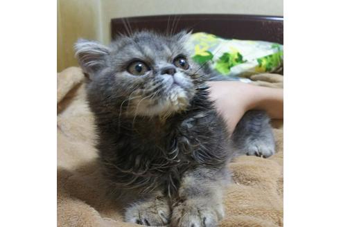 成約済の愛知県のエキゾチックショートヘア-5374の4枚目