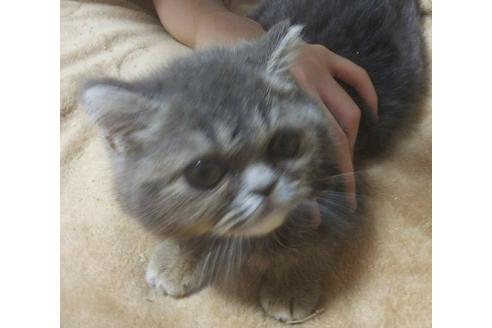 成約済の愛知県のエキゾチックショートヘア-5374の3枚目